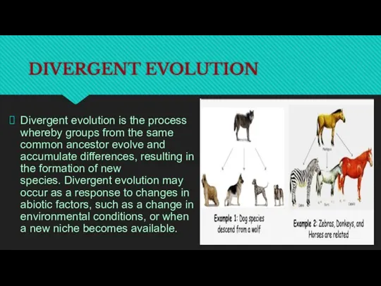 DIVERGENT EVOLUTION Divergent evolution is the process whereby groups from the same common