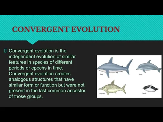 CONVERGENT EVOLUTION Convergent evolution is the independent evolution of similar features in species