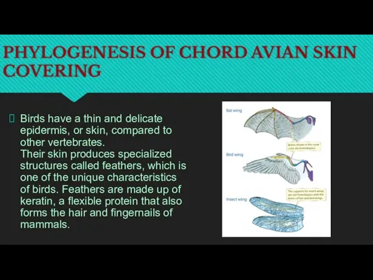PHYLOGENESIS OF CHORD AVIAN SKIN COVERING Birds have a thin