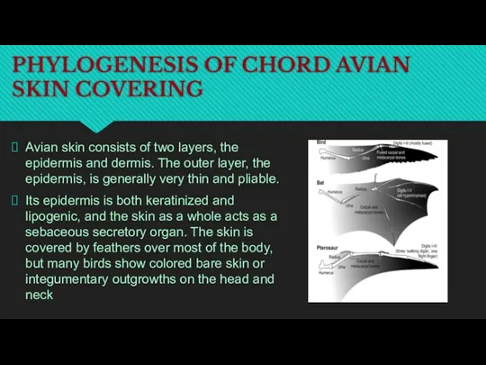 PHYLOGENESIS OF CHORD AVIAN SKIN COVERING Avian skin consists of