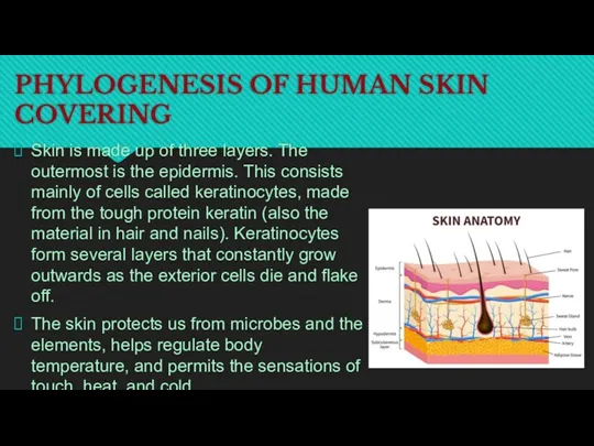 PHYLOGENESIS OF HUMAN SKIN COVERING Skin is made up of three layers. The