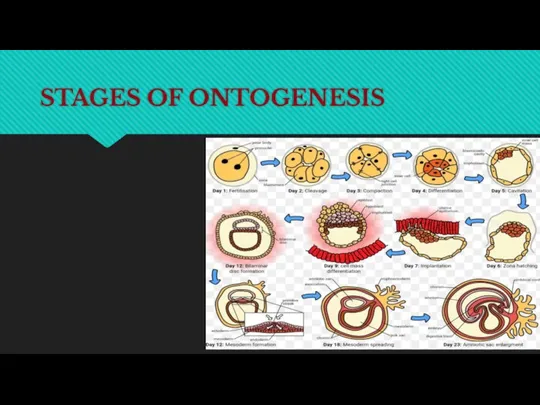 STAGES OF ONTOGENESIS