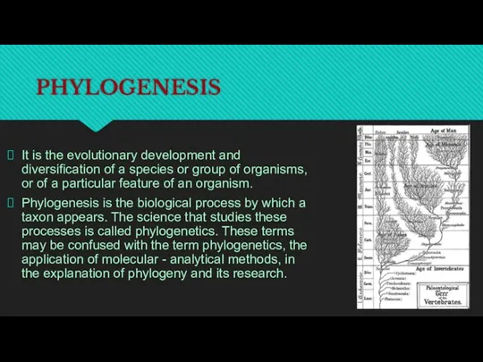 PHYLOGENESIS It is the evolutionary development and diversification of a species or group