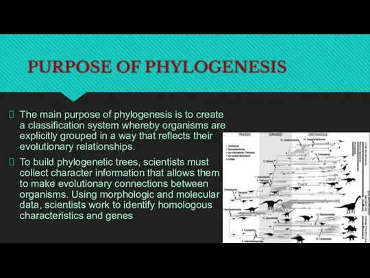 PURPOSE OF PHYLOGENESIS The main purpose of phylogenesis is to create a classification