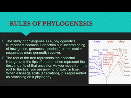 RULES OF PHYLOGENESIS The study of phylogenesis i.e, phylogenetics is