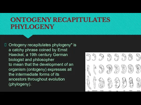 ONTOGENY RECAPITULATES PHYLOGENY Ontogeny recapitulates phylogeny" is a catchy phrase