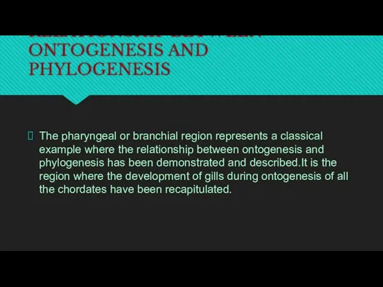 RELATIONSHIP BETWEEN ONTOGENESIS AND PHYLOGENESIS The pharyngeal or branchial region represents a classical