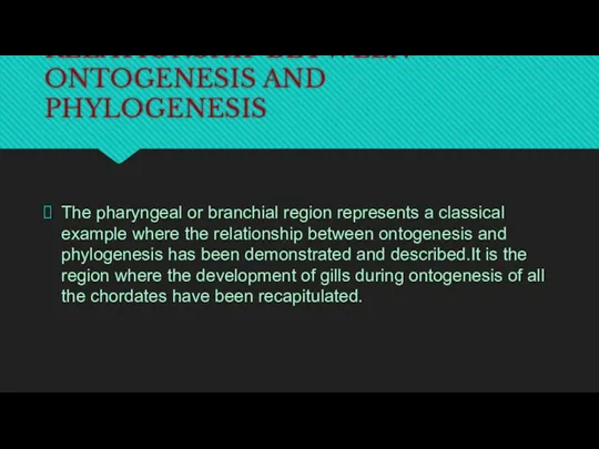 RELATIONSHIP BETWEEN ONTOGENESIS AND PHYLOGENESIS The pharyngeal or branchial region