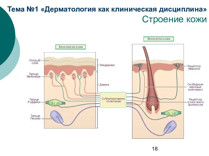 Тема №1 «Дерматология как клиническая дисциплина» Строение кожи