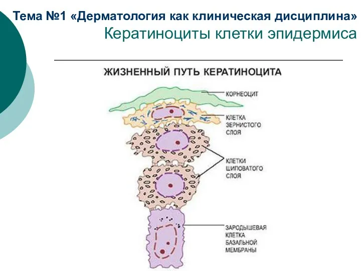 Тема №1 «Дерматология как клиническая дисциплина» Кератиноциты клетки эпидермиса