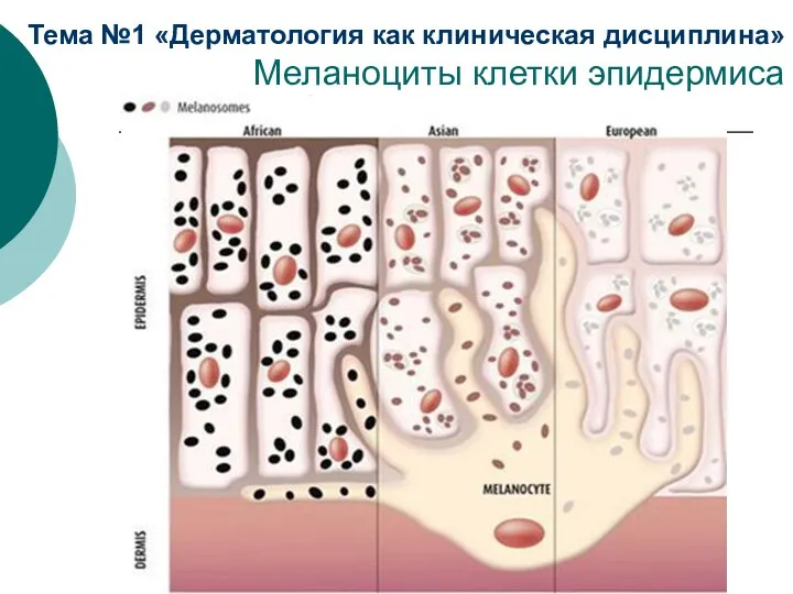 Тема №1 «Дерматология как клиническая дисциплина» Меланоциты клетки эпидермиса