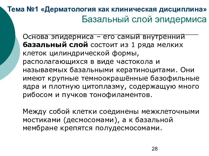 Тема №1 «Дерматология как клиническая дисциплина» Базальный слой эпидермиса Основа