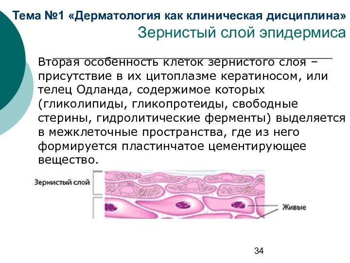 Тема №1 «Дерматология как клиническая дисциплина» Зернистый слой эпидермиса Вторая