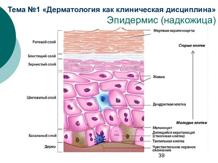 Тема №1 «Дерматология как клиническая дисциплина» Эпидермис (надкожица)