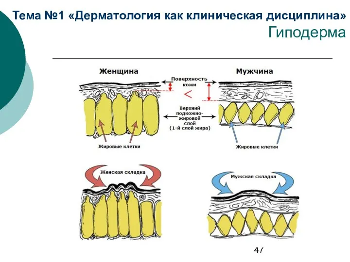 Тема №1 «Дерматология как клиническая дисциплина» Гиподерма