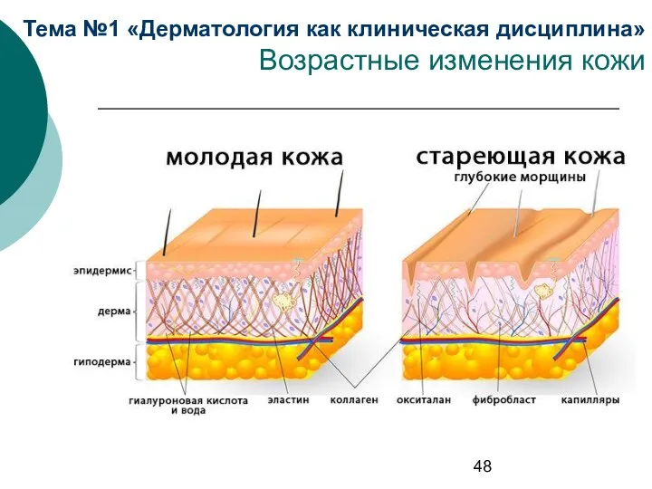 Тема №1 «Дерматология как клиническая дисциплина» Возрастные изменения кожи