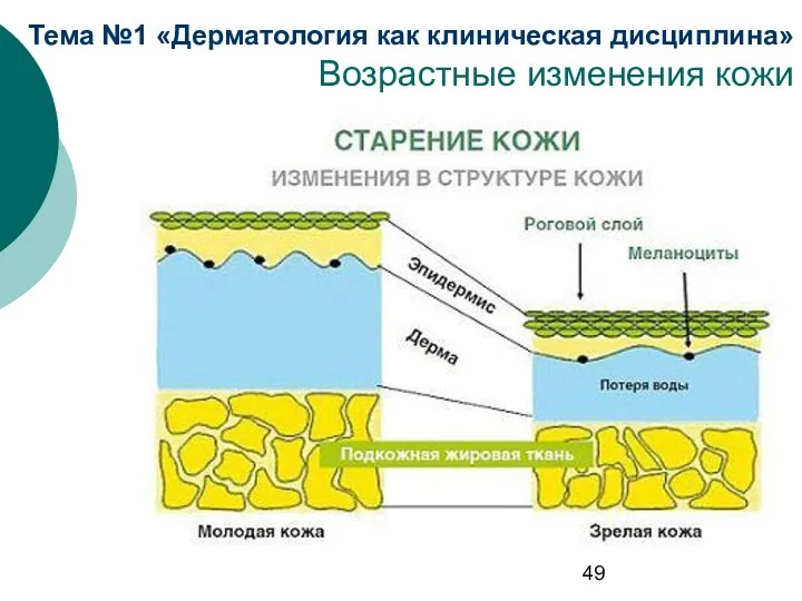 Тема №1 «Дерматология как клиническая дисциплина» Возрастные изменения кожи