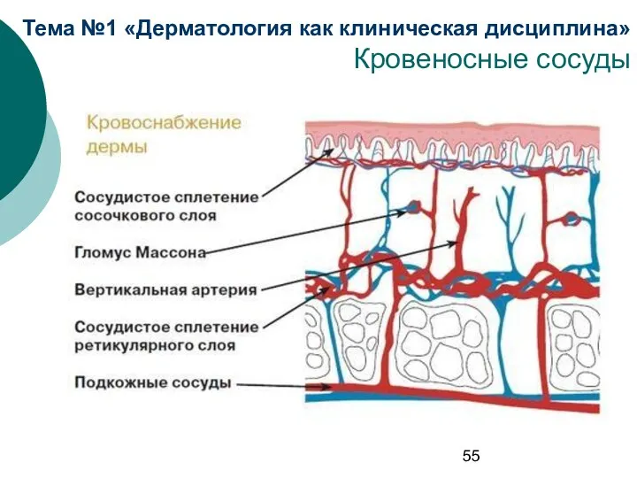 Тема №1 «Дерматология как клиническая дисциплина» Кровеносные сосуды