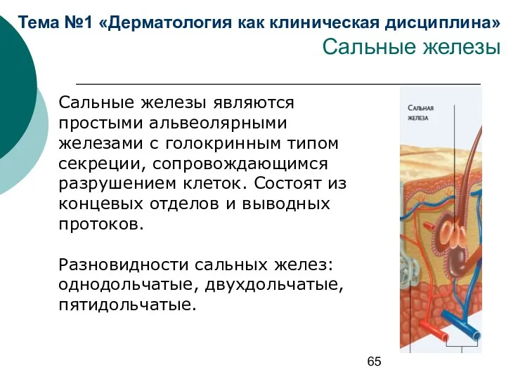 Тема №1 «Дерматология как клиническая дисциплина» Сальные железы Сальные железы