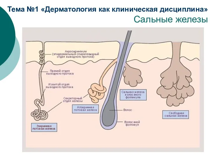 Тема №1 «Дерматология как клиническая дисциплина» Сальные железы