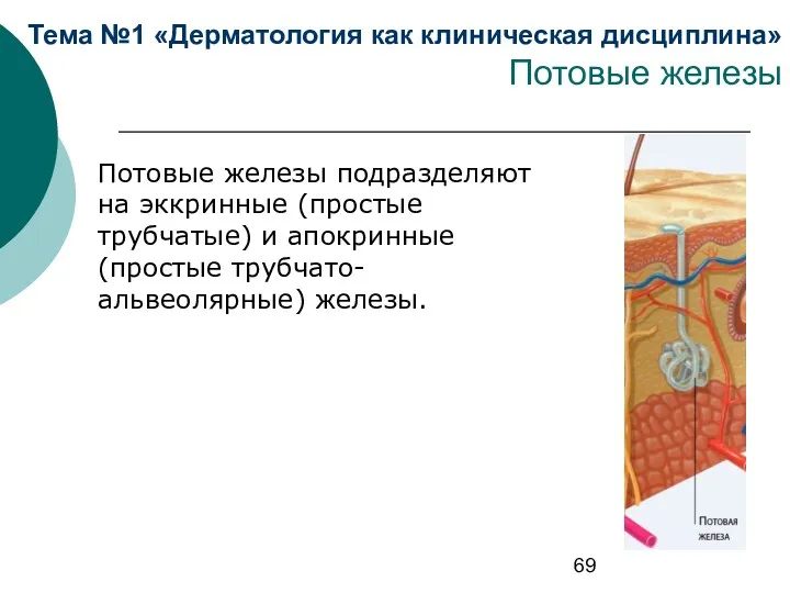 Тема №1 «Дерматология как клиническая дисциплина» Потовые железы Потовые железы