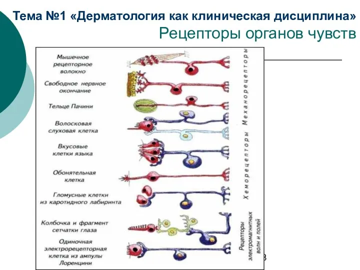 Тема №1 «Дерматология как клиническая дисциплина» Рецепторы органов чувств