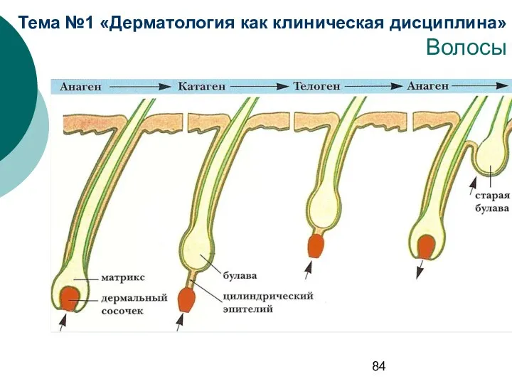 Тема №1 «Дерматология как клиническая дисциплина» Волосы