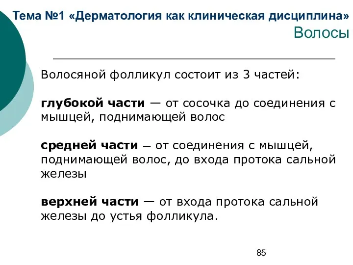 Тема №1 «Дерматология как клиническая дисциплина» Волосы Волосяной фолликул состоит