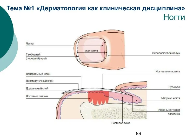 Тема №1 «Дерматология как клиническая дисциплина» Ногти