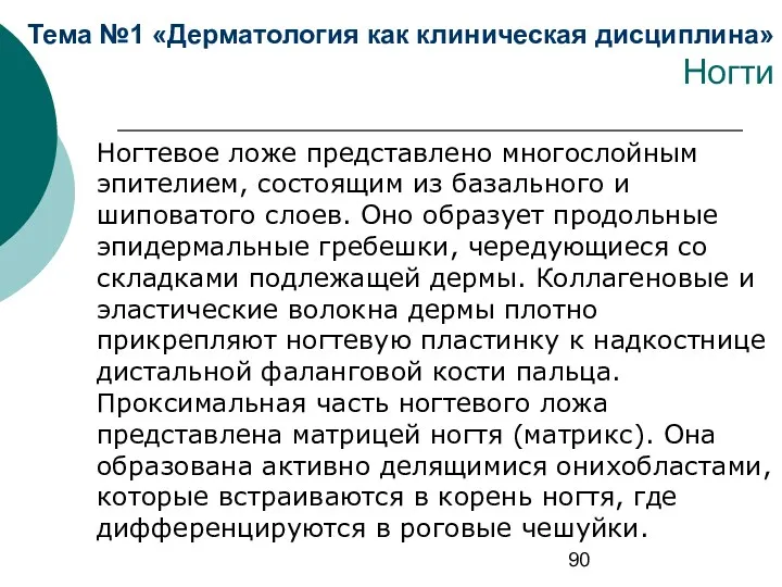 Тема №1 «Дерматология как клиническая дисциплина» Ногти Ногтевое ложе представлено