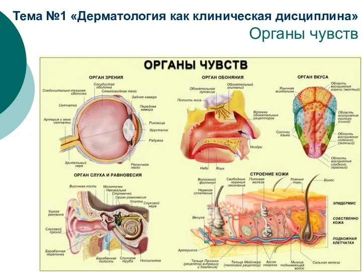 Тема №1 «Дерматология как клиническая дисциплина» Органы чувств