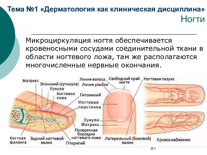 Тема №1 «Дерматология как клиническая дисциплина» Ногти Микроциркуляция ногтя обеспечивается