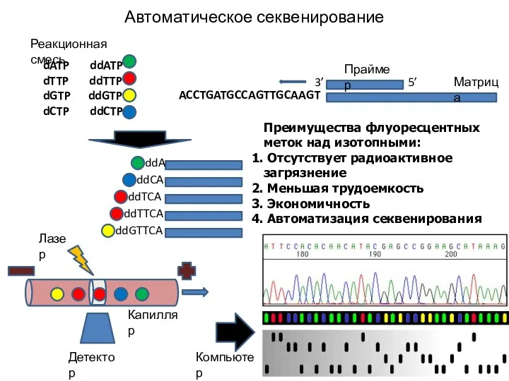 Автоматическое секвенирование Преимущества флуоресцентных меток над изотопными: Отсутствует радиоактивное загрязнение