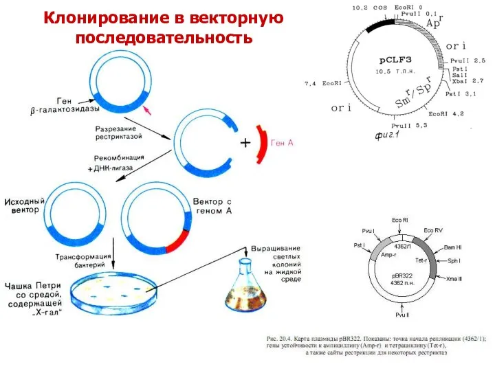 Клонирование в векторную последовательность