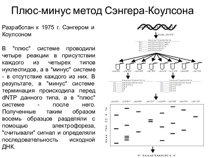 Плюс-минус метод Сэнгера-Коулсона Разработан к 1975 г. Сэнгером и Коулсоном