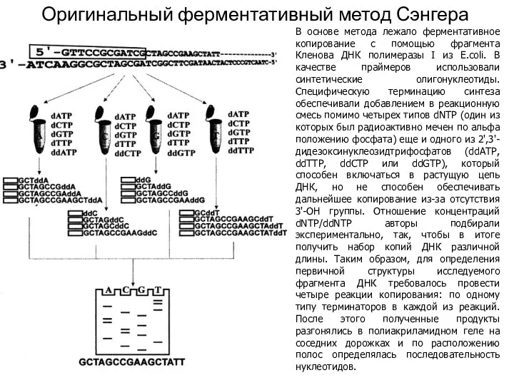 Оригинальный ферментативный метод Сэнгера В основе метода лежало ферментативное копирование