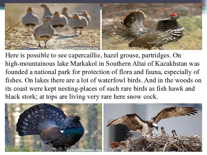 Here is possible to see capercaillie, hazel grouse, partridges. On
