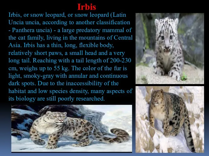 Irbis, or snow leopard, or snow leopard (Latin Uncia uncia,