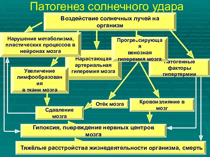 Патогенез солнечного удара Отёк мозга Кровоизлияние в мозг Нарастающая артериальная