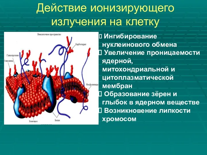 Действие ионизирующего излучения на клетку Ингибирование нуклеинового обмена Увеличение проницаемости ядерной, митохондриальной и