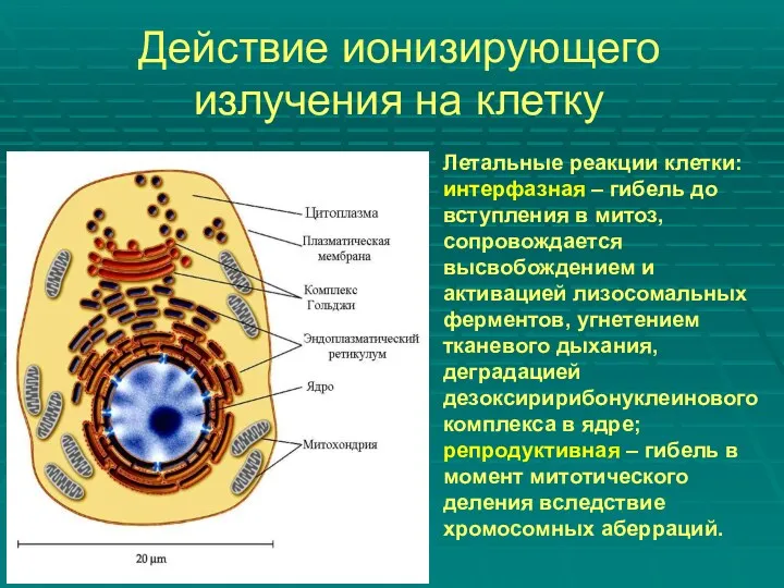 Действие ионизирующего излучения на клетку Летальные реакции клетки: интерфазная –