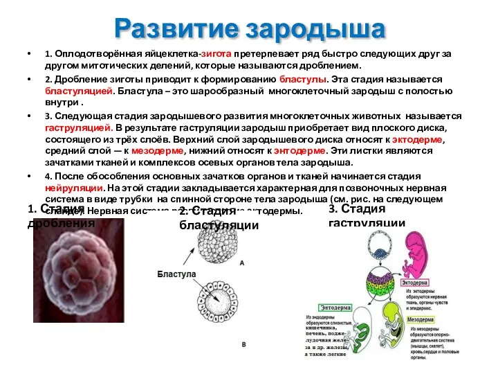 Развитие зародыша 1. Оплодотворённая яйцеклетка-зигота претерпевает ряд быстро следующих друг