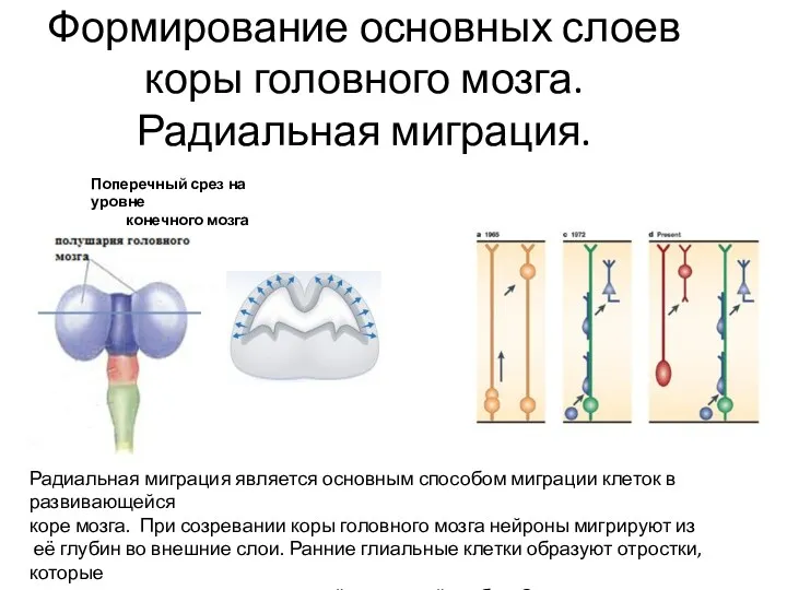 Формирование основных слоев коры головного мозга. Радиальная миграция. Радиальная миграция