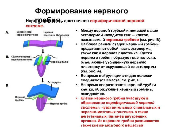 Между нервной трубкой и лежащей выше эктодермой находится тяж —