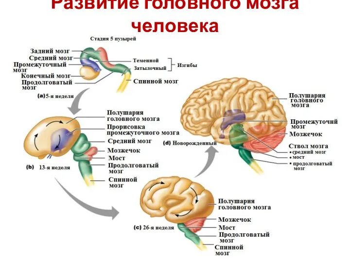 Развитие головного мозга человека