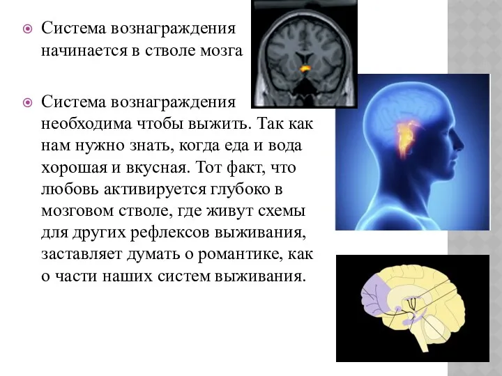 Система вознаграждения начинается в стволе мозга Система вознаграждения необходима чтобы