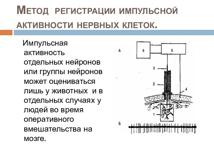 Метод регистрации импульсной активности нервных клеток. Импульсная активность отдельных нейронов или группы нейронов