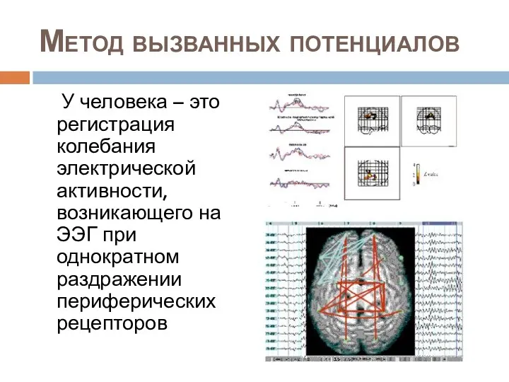 Метод вызванных потенциалов У человека – это регистрация колебания электрической активности, возникающего на