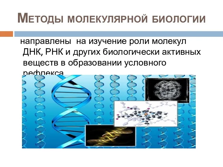 Методы молекулярной биологии направлены на изучение роли молекул ДНК, РНК и других биологически