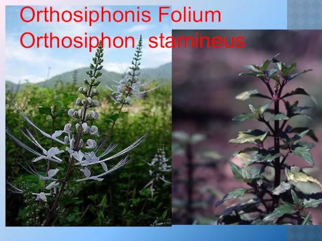 Orthosiphonis Folium Orthosiphon stamineus